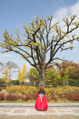 ağaç sap doğa birleşme kadın geleneksel kore bahar sanat art